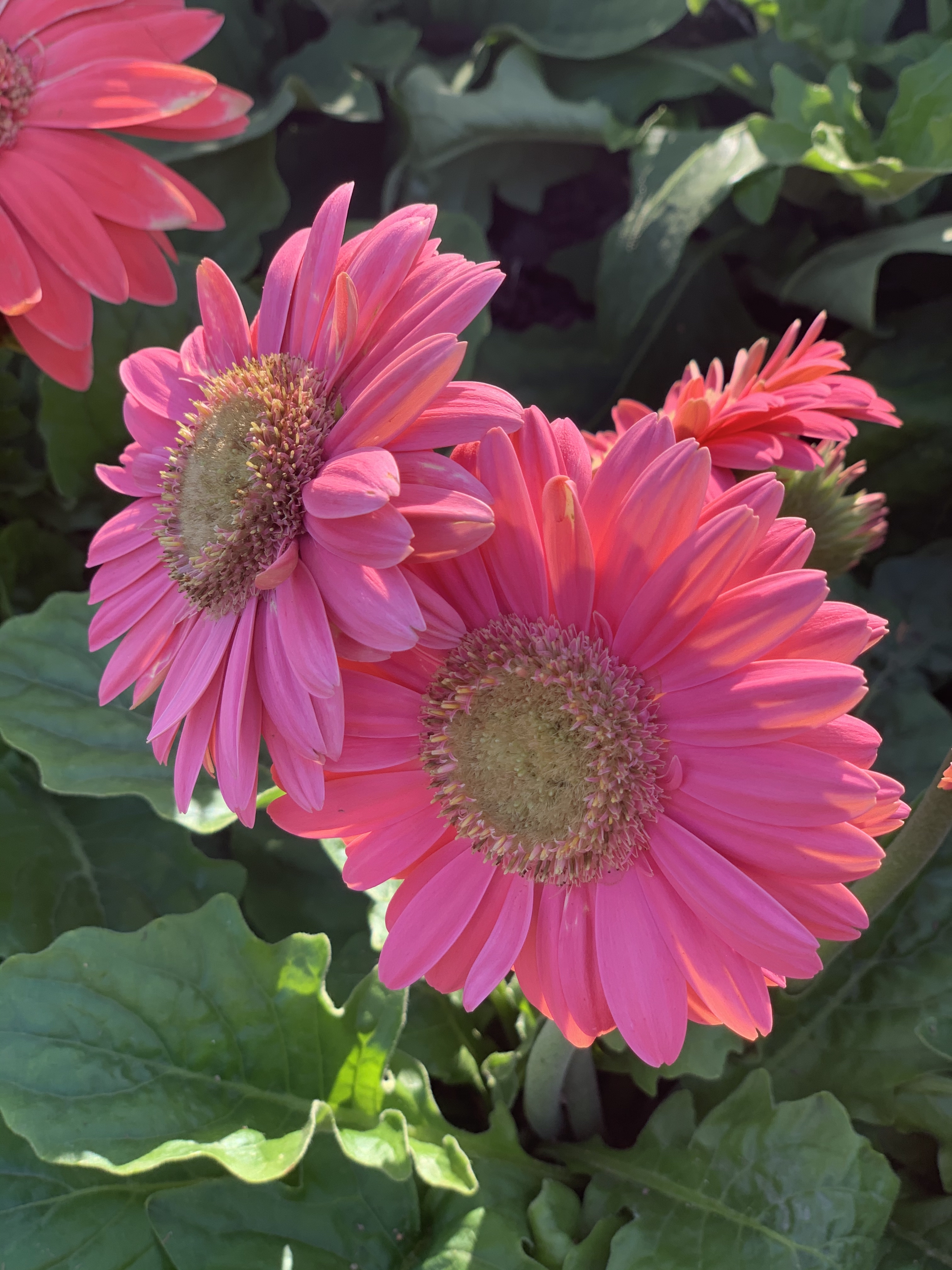 [Copy]多款式切换单款式商品标题