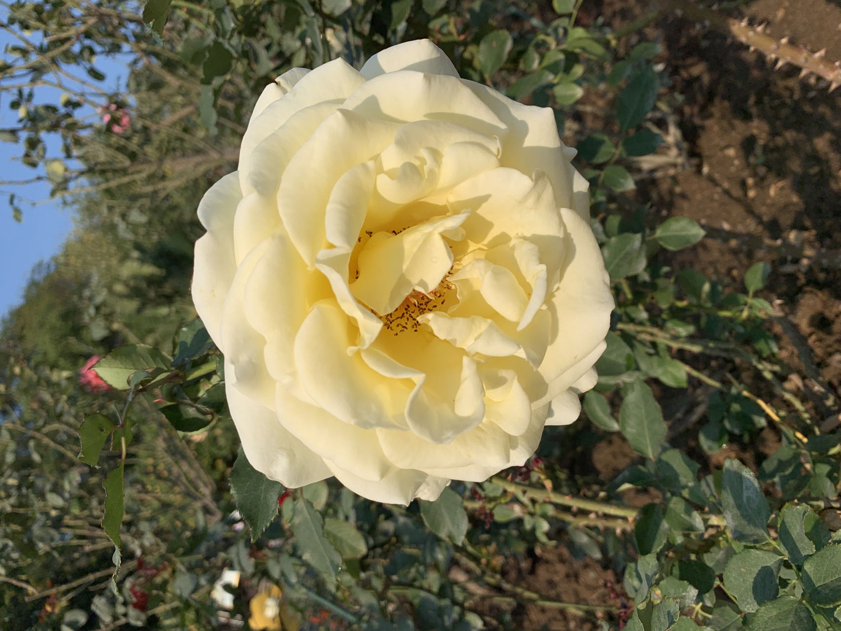 [Copy]【【多款式切换单款式商品标题