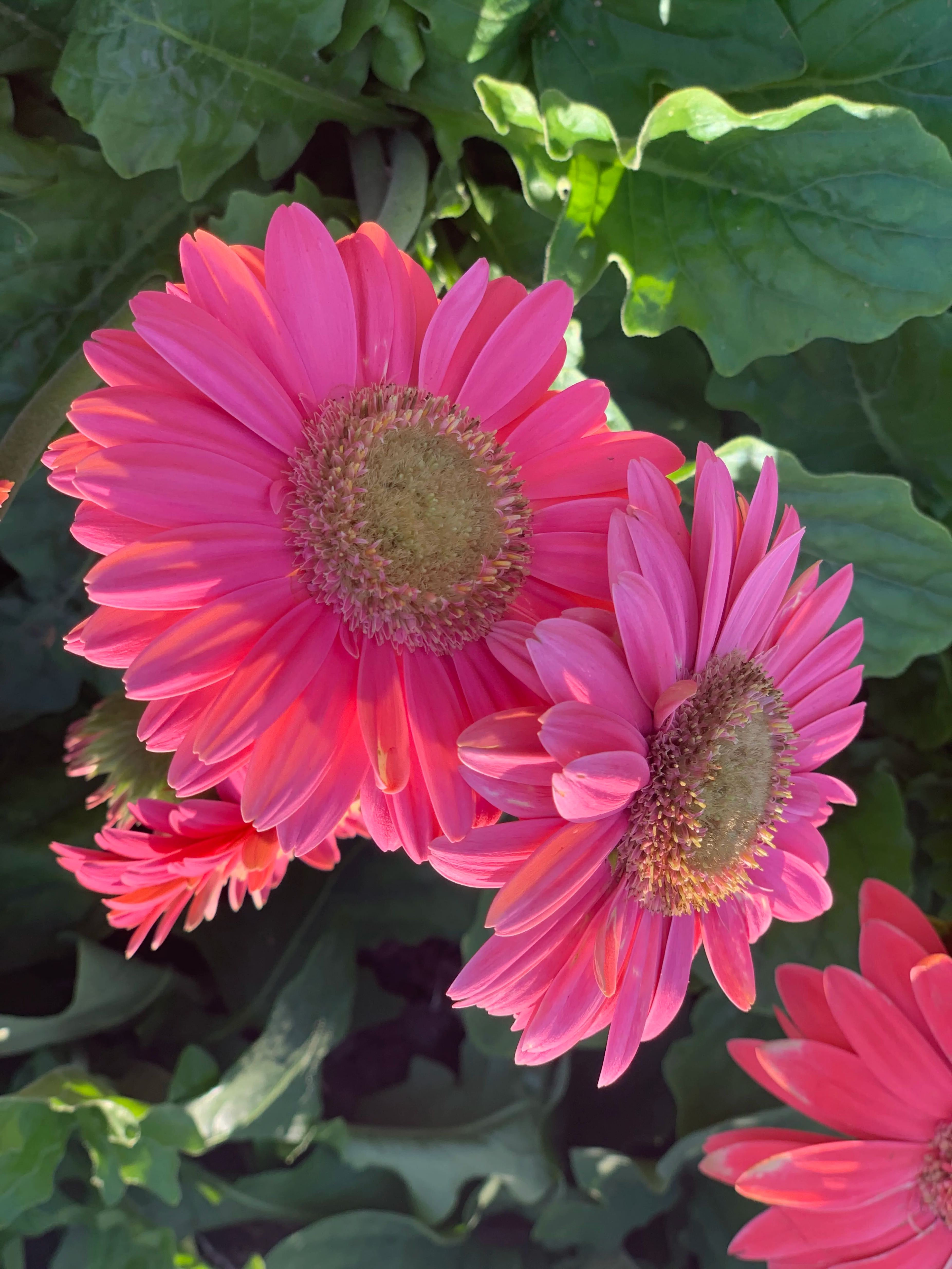 多款式切换单款式商品标题2